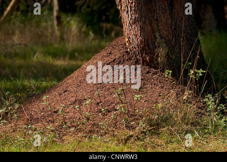 wood ant (Formica rufa), anthill, Germany Stock Photo
