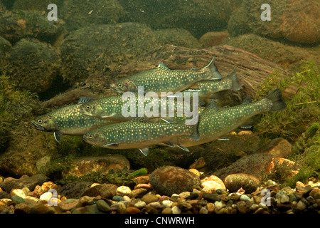 brook trout, brook char, brook charr (Salvelinus fontinalis), shoal at the gravel ground of a brook Stock Photo