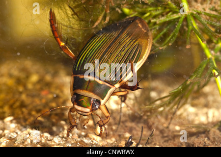 great diving beetle (Dytiscus marginalis), female, Germany, Bavaria Stock Photo