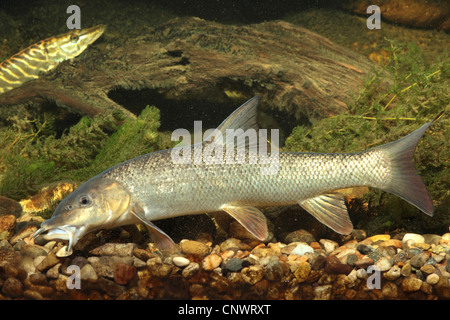 barbel (Barbus barbus), male Stock Photo