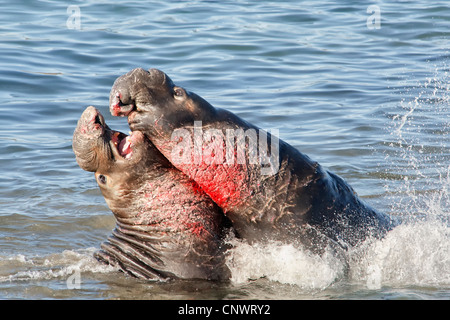 Northern Elephant Seals fighting Stock Photo