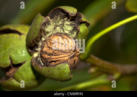 walnut (Juglans regia), ripe fruit with open husk, Germany, Bavaria Stock Photo