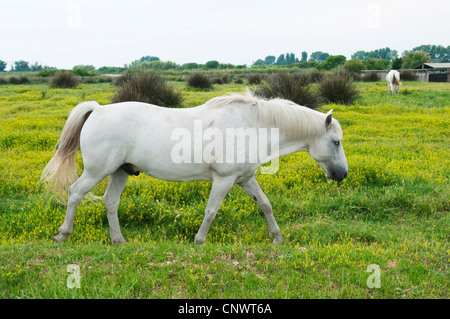 Camargue horse (Equus przewalskii f. caballus), stallion walking over a pasture, France, Camargue Stock Photo