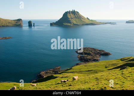 domestic sheep (Ovis ammon f. aries), coastal landscape in the fiord Sorvagsfjordur near Bour, Tindholmur island (mid), Denmark, Faroe Islands, Vagar Stock Photo