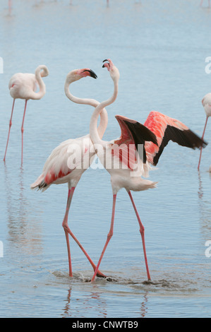 greater flamingo (Phoenicopterus roseus, Phoenicopterus ruber roseus), two individuals fighting, France, Camargue Stock Photo