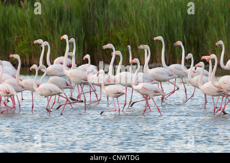 greater flamingo (Phoenicopterus roseus, Phoenicopterus ruber roseus), large flock walking through a pond, France, Camargue Stock Photo