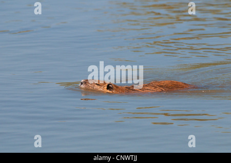 coypu, nutria (Myocastor coypus), swimming in water, France, Camargue Stock Photo