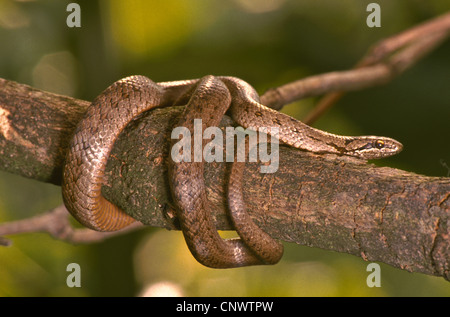 smooth snake (Coronella austriaca), climbing on a tree, Germany, Bavaria Stock Photo