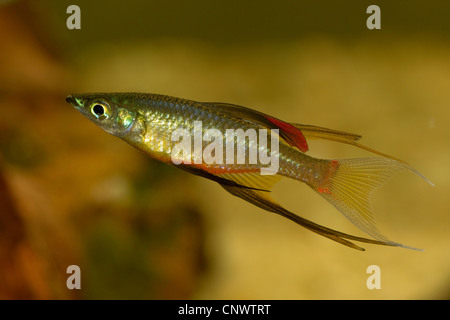 threadfin rainbow, threadfin rainbowfish (Iriatherina werneri), male Stock Photo