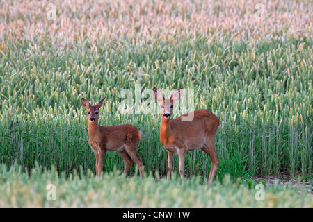 Roe deer (Capreolus capreolus) female with fawn in wheat field, Germany Stock Photo