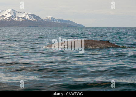 blue whale (Balaenoptera musculus), emerging, Iceland Stock Photo