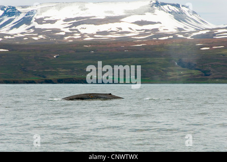 blue whale (Balaenoptera musculus), emerging, Iceland Stock Photo