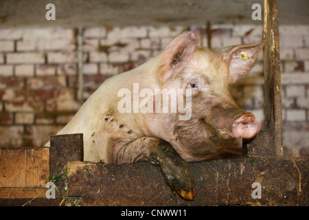 domestic pig (Sus scrofa f. domestica), standing on the hind legs, looking over the concrete wall of its box, Germany, Vogtlaendische Schweiz Stock Photo