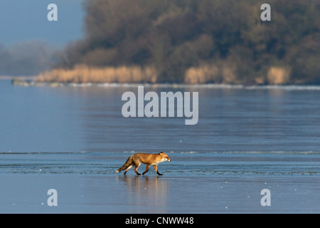 Red fox (Vulpes vulpes) walking on ice of frozen lake in winter Stock Photo
