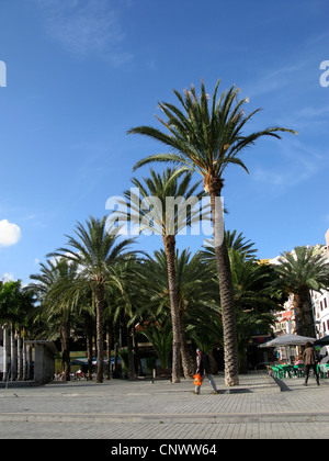 date palm (Phoenix dactylifera), on a square in San Sebastian, Canary Islands, Gomera, San Sebastian Stock Photo