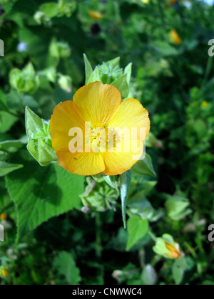 hairy abutilon, ma'o, flowering maple (Abutilon grandifolium), blooming, Canary Islands, Gomera Stock Photo