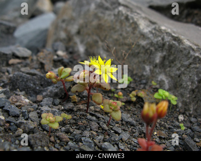 Aichryson (Aichryson punctatum), blooming, Canary Islands, Gomera Stock Photo