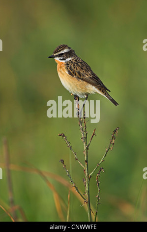 whinchat (Saxicola rubetra), male sitting on a dry plant, Greece, Greece, Lesbos Stock Photo