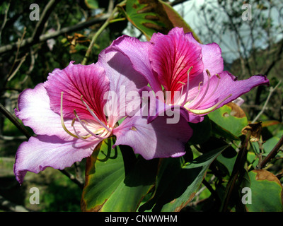 Mountain Ebony, Orchid Tree (Bauhinia variegata), flowers, Canary Islands, Gomera Stock Photo