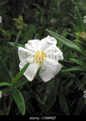 Montpelier Rock Rose (Cistus monspeliensis), flower, Canary Islands, Gomera Stock Photo