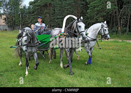 Russian traditional horse team driving troika, Russia Stock Photo