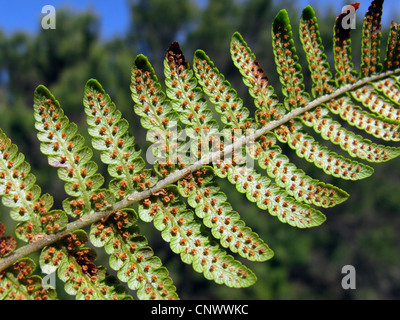 Dryopteris oligodonta (Dryopteris oligodonta), lower surface of a frond with sporangia, Canary Islands, Gomera Stock Photo