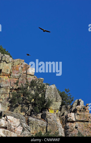 griffon vulture (Gyps fulvus), two birds gliding at a rock wall, Spain, Extremadura Stock Photo
