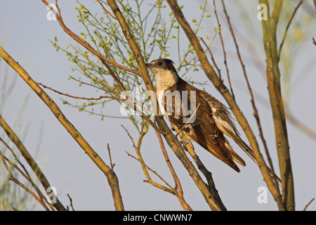 great spotted cuckoo (Clamator glandarius), sitting in the branches of a tree, Spain, Extremadura Stock Photo