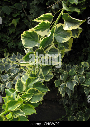 Canary ivy, Canarian ivy (Hedera canariensis, Hedera helix ssp. canariensis), branch, Canary Islands, Gomera Stock Photo