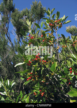 Small-leaved Holly, Canary Hollyhock (Ilex canariensis), fruiting, Canary Islands, Gomera Stock Photo