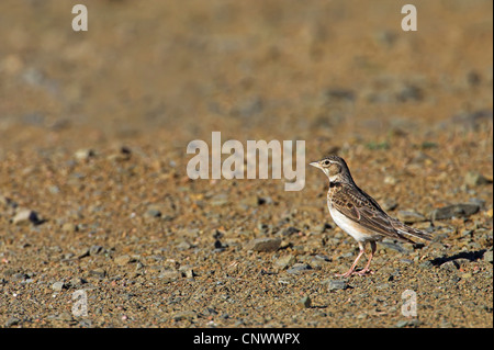 calandra lark (Melanocorypha calandra), standing on gravel, Spain, Extremadura Stock Photo