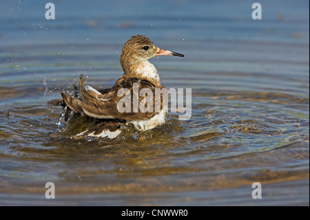 little stint (Calidris minuta), bathing, Greece, Lesbos, Kalloni Salt Pans Stock Photo