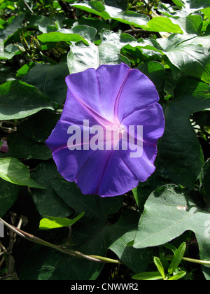 morning glory (Ipomoea indica), flower, Canary Islands, Gomera Stock Photo