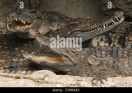 Crocodiles at Dusit Zoo in Bangkok, Thailand. Stock Photo