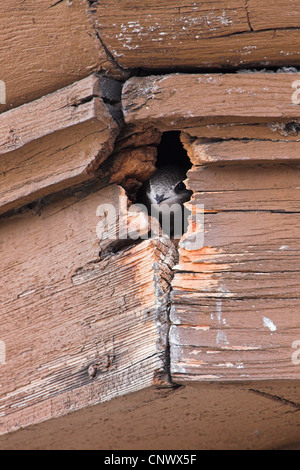 Eurasian swift (Apus apus), looking out of breeding cave in wooden roof sill, Germany, Rhineland-Palatinate Stock Photo