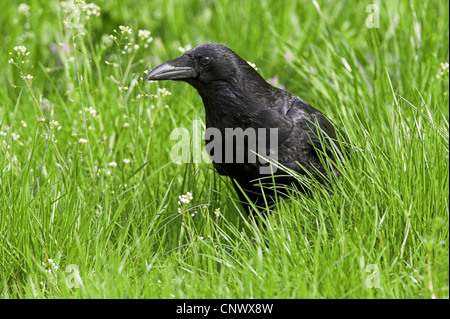 carrion crow (Corvus corone), sitting in the grass, Germany, Rhineland-Palatinate Stock Photo