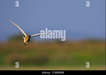 Squacco heron (Ardeola ralloides), flying, Greece, Lesbos, Kalloni Salt Pans Stock Photo