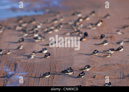 barn swallow (Hirundo rustica), flock sitting on sand beach, Greece, Lesbos, Kalloni Salt Pans Stock Photo