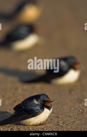 barn swallow (Hirundo rustica), several birds sitting on sand beach, Greece, Lesbos, Kalloni Salt Pans Stock Photo