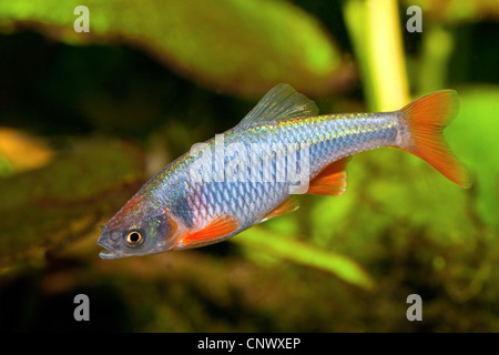 red shiner (Notropis lutrensis), male in spawning season Stock Photo