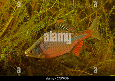 bitterling (Rhodeus amarus, Rhodeus sericeus), male during spawning season, Germany Stock Photo
