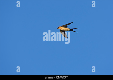 red-rumped swallow (Hirundo daurica), flying, Spain, Extremadura Stock Photo