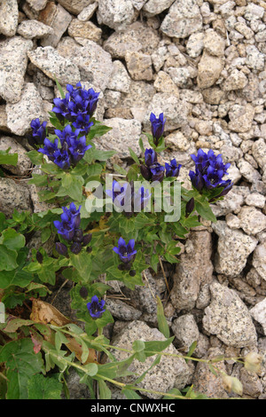 gentian family (Gentianaceae),  at the Kaschkar Mountains, Turkey, Pontisches Gebirge Stock Photo