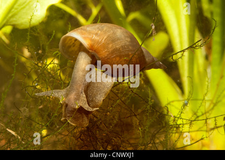great pondsnail, swamp lymnaea (Lymnaea stagnalis), creeping, Germany, Bavaria Stock Photo