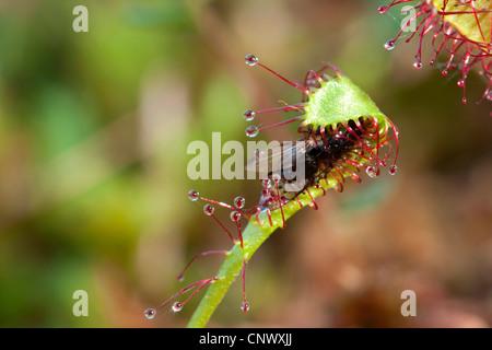 great sundew, English sundew (Drosera anglica), leaves with caught insect, Germany, Bavaria