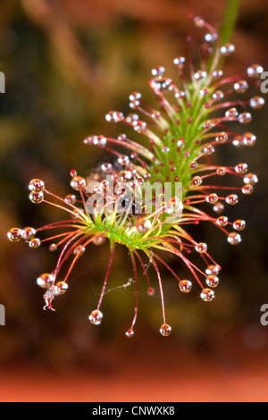 great sundew, English sundew (Drosera anglica), leaves with caught insect, Germany, Bavaria