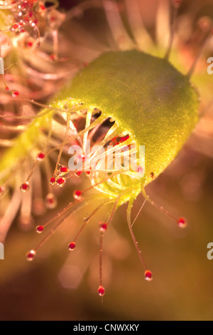 great sundew, English sundew (Drosera anglica), leaves with caught insect, Germany, Bavaria