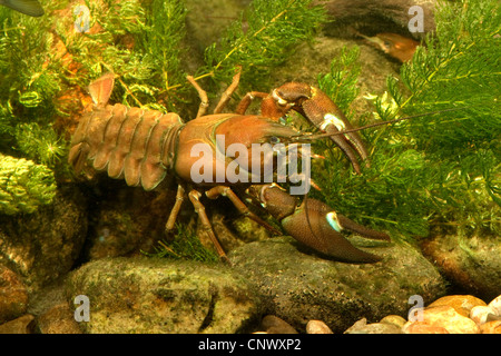 signal crayfish (Pacifastacus leniusculus), big male among water plants, Germany, Bavaria Stock Photo