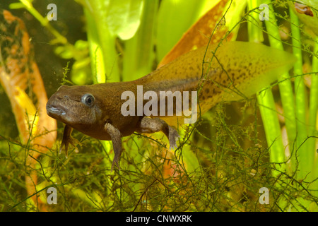 common spadefoot, garlic toad (Pelobates fuscus), 80 mm long tadpole shortly before finishing the metamorphosis, Germany, Bavaria Stock Photo