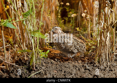 common quail (Coturnix coturnix), in a cornfield, Germany, Bavaria Stock Photo